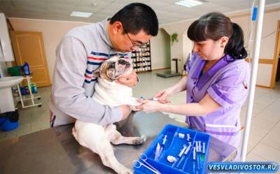 Ветеринарный бизнес: преимущества и перспективы развития