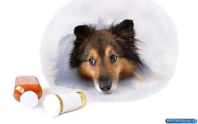 Лечение лишая у собаки