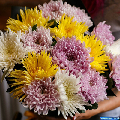 Читать «Рекомендуем покупать хризантемы в Москве в компании «Городская База Цветов»» Рекомендуем покупать хризантемы в Москве в компании «Городская База Цветов»