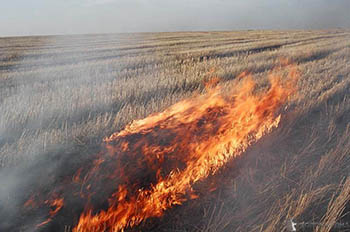 В Мурманской области за праздники 36 раз горела сухая трава