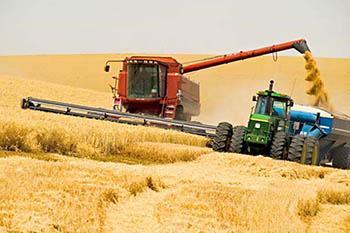 Урожай зерновых в Украине может достичь 47 млн. тонн