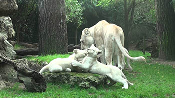 Зоопарк сафари парк во Франции (parc zoologique de La Fleche)