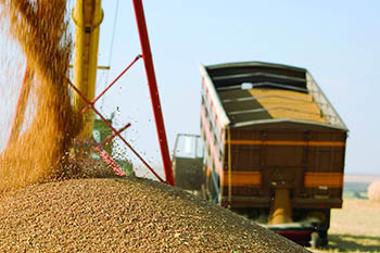 Россия побила собственный рекорд по экспорту зерна