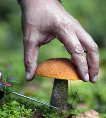 С начала лета восемь жителей области отравились дикорастущими грибами