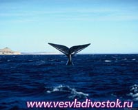 Вертолетные экскурсии к голубым китам в Австралии