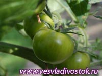 Засахаренные зеленые помидоры