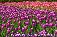 Фестиваль тюльпанов пройдет в Канаде