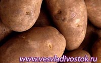 Выращивание картофеля верхушками клубней