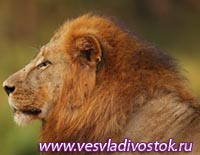 В Крыму открылся сафари - парк львов