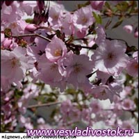 В Токио официально объявили о начале сезона цветения сакуры