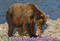В Красноярском заповеднике появилась опасность нападения медведей на людей, причина - жара