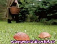 Тверская область предлагает грибные туры