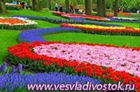 В Нидерландах в середине октября будет проходить знаменитая Ярмарка тюльпанов