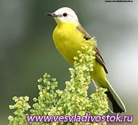 Традиционные Всемирные дни наблюдения птиц проводятся в этом году 6 и 7 октября.