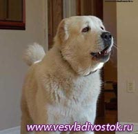 Владельцам собак в Хакасии объявлена война