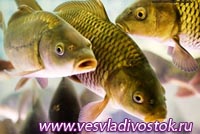 Хакасия в 2012 г планирует увеличить производство рыбы почти в 3 раза