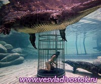 Экстремальное купание в одном бассейне с крокодилом