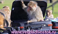 Злобные приматы в Сафари-парке Лонглит разграбили Mercedes (фото)