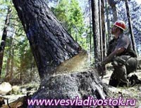 До 6 лет грозит предпринимателю за вырубку леса в Хакасии