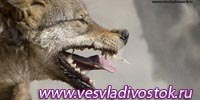 В Хакасии нашли способ вакцинировать лис и волков от бешенства