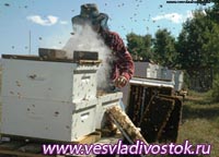 В Хакасии пчеловодов оставят без пчел