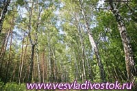 Рукотворные леса Хакасии