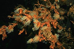 Ученые: Кораллы способны предсказывать землетрясения