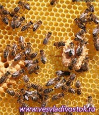 Пчеловоды Абакана встретятся с властями